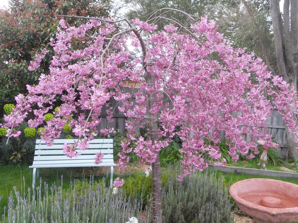 Astley Cottage Daylesford Quarto foto